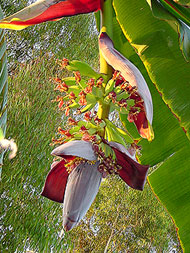 HEART OF A BANANA TREE